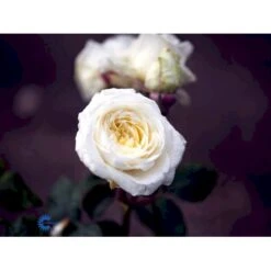 'Claus Dalby'™ Rosa X 'Claus Dalby'™ (Storblomstrende) A-Kvalitet,- Barrods Roser Min. 3 Grene -Osmo Salgsbutik fi5416 rosa claus dalby poulht009 n 70e4