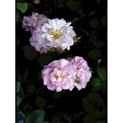 'Celsiana' Rosa Damascena 'Celsiana' (Damascenerrose) A-Kvalitet,- Barrods Roser Min. 3 Grene -Osmo Salgsbutik fi5419 rosa damascena celsiana adab