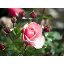 'Elaine Paige'™ Rosa X 'Elaine Paige'™ (Storblomstrende) A-Kvalitet,- Barrods Roser Min. 3 Grene -Osmo Salgsbutik fi5425 rosa elaine paige tm e95f