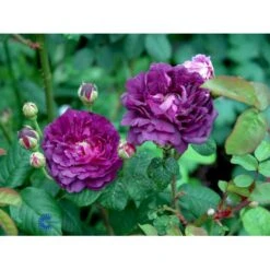 'Cardinal De Richelieu' Rosa Gallica 'Cardinal De Richelieu' (Gallicarose) A-Kvalitet,- Barrods Roser Min. 3 Grene -Osmo Salgsbutik fi5444 rosa gallica cardinal de richelieu 88cc