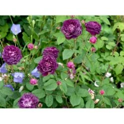 'Cardinal De Richelieu' Rosa Gallica 'Cardinal De Richelieu' (Gallicarose) A-Kvalitet,- Barrods Roser Min. 3 Grene -Osmo Salgsbutik fi5444 rosa gallica cardinal de richelieu c9b0