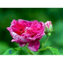 'Charles De Mills' Rosa Gallica 'Charles De Mills' (Gallicarose) A-Kvalitet,- Barrods Roser Min. 3 Grene -Osmo Salgsbutik fi5445 rosa gallica charles de mills 0732