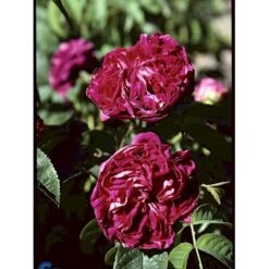 'Charles De Mills' Rosa Gallica 'Charles De Mills' (Gallicarose) A-Kvalitet,- Barrods Roser Min. 3 Grene -Osmo Salgsbutik fi5445 rosa gallica charles de mills 1c03