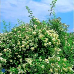 'Lykkefund' Rosa Helenae 'Lykkefund' (Slyngrose) A-Kvalitet,- Barrods Roser Min. 3 Grene 15 'Lykkefund' Rosa Helenae 'Lykkefund' (Slyngrose) A-Kvalitet,- Barrods Roser Min. 3 Grene -Osmo Salgsbutik fi5474 rosa helenae lykkefund 3e1c