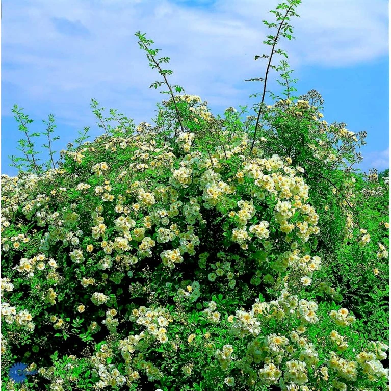 'Lykkefund' Rosa Helenae 'Lykkefund' (Slyngrose) A-Kvalitet,- Barrods Roser Min. 3 Grene 6 'Lykkefund' Rosa Helenae 'Lykkefund' (Slyngrose) A-Kvalitet,- Barrods Roser Min. 3 Grene - Billede 6