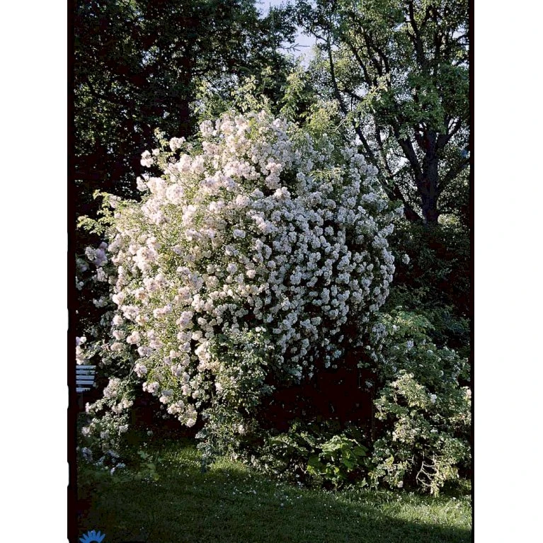 'Lykkefund' Rosa Helenae 'Lykkefund' (Slyngrose) A-Kvalitet,- Barrods Roser Min. 3 Grene 7 'Lykkefund' Rosa Helenae 'Lykkefund' (Slyngrose) A-Kvalitet,- Barrods Roser Min. 3 Grene - Billede 7