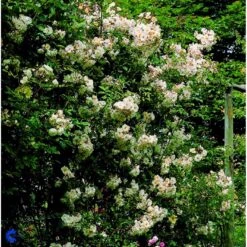 'Lykkefund' Rosa Helenae 'Lykkefund' (Slyngrose) A-Kvalitet,- Barrods Roser Min. 3 Grene 19 'Lykkefund' Rosa Helenae 'Lykkefund' (Slyngrose) A-Kvalitet,- Barrods Roser Min. 3 Grene -Osmo Salgsbutik fi5474 rosa helenae lykkefund 6426