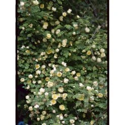 Gul Kinarose Rosa Hugonis (Hugo-rose) A-Kvalitet,- Barrods Roser Min. 3 Grene -Osmo Salgsbutik fi5477 rosa hugonis 9c69