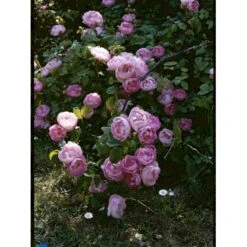 'Raubritter'® Rosa Macrantha 'Raubritter'® (Buskrose) A-Kvalitet,- Barrods Roser Min. 3 Grene -Osmo Salgsbutik fi5484 rosa macranta raubritter 2987