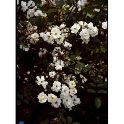 'Trier' Rosa Moschata 'Trier' (Moskusrose) A-Kvalitet,- Barrods Roser Min. 3 Grene -Osmo Salgsbutik fi5499 rosa moschata trier fc88