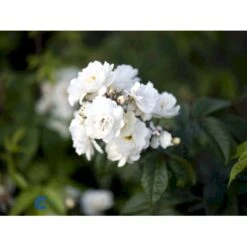 'Waterloo' Rosa X 'Waterloo' (Buskrose) A-Kvalitet,- Barrods Roser Min. 3 Grene -Osmo Salgsbutik fi5500 rosa moschata waterloo cf81