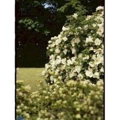 'Nevada' Rosa Moyesii 'Nevada' (Mandarinrose) A-Kvalitet,- Barrods Roser Min. 3 Grene -Osmo Salgsbutik fi5507 rosa moyesii nevada 985d