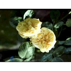 'Gloire De Dijon' Rosa Noisettana 'Gloire De Dijon' (Slyngrose) A-Kvalitet,- Barrods Roser Min. 3 Grene -Osmo Salgsbutik fi5519 rosa noisettana gloire de dijon 9af2