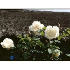 'Mme Alfred Carrière' Rosa Noisettana 'Mme Alfred Carrière' (Slyngrose) A-Kvalitet,- Barrods Roser Min. 3 Grene -Osmo Salgsbutik fi5520 rosa noisettana mme alfred carriere 6c39