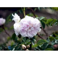 'Stanwell Perpetual' Rosa Pimpinellifolia 'Stanwell Perpetual' (Klitrose) A-Kvalitet,- Barrods Roser Min. 3 Grene -Osmo Salgsbutik fi5526 rosa pimpinell stanwell perpetual 8942