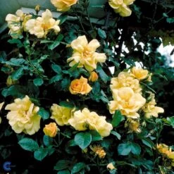 'Maigold'® Rosa Pimpinellifolia 'Maigold'® (Klitrose) A-Kvalitet,- Barrods Roser Min. 3 Grene -Osmo Salgsbutik fi5534 rosa pimpinellifolia maigold 8735