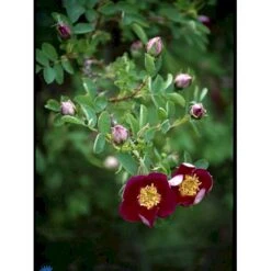 'Single Cherry' Rosa Pimpinellifolia 'Single Cherry' (Klitrose) A-Kvalitet,- Barrods Roser Min. 3 Grene -Osmo Salgsbutik fi5540 rosa pimpinellifolia single cherry 1e87