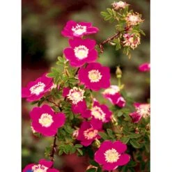 'Single Cherry' Rosa Pimpinellifolia 'Single Cherry' (Klitrose) A-Kvalitet,- Barrods Roser Min. 3 Grene -Osmo Salgsbutik fi5540 rosa pimpinellifolia single cherry 4da6