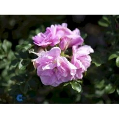 Rynket Rose 'Jens Munk' Rosa Rugosa 'Jens Munk' A-Kvalitet,- Barrods Roser Min. 3 Grene 8 Rynket Rose 'Jens Munk' Rosa Rugosa 'Jens Munk' A-Kvalitet,- Barrods Roser Min. 3 Grene -Osmo Salgsbutik fi5568 rosa rugosa jens munk c1c1