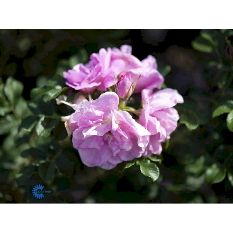 Rynket Rose 'Jens Munk' Rosa Rugosa 'Jens Munk' A-Kvalitet,- Barrods Roser Min. 3 Grene 4 Rynket Rose 'Jens Munk' Rosa Rugosa 'Jens Munk' A-Kvalitet,- Barrods Roser Min. 3 Grene - Billede 4