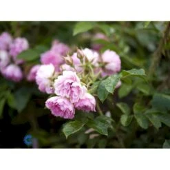 Rynket Rose 'Pink Grootendorst' Rosa Rugosa 'Pink Grootendorst' A-Kvalitet,- Barrods Roser Min. 3 Grene -Osmo Salgsbutik fi5575 rosa rugosa pink grootendorst 6c5b