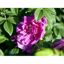 Rynket Rose 'Roseraie De L'Hay' Rosa Rugosa 'Roseraie De L'Hay' A-Kvalitet,- Barrods Roser Min. 3 Grene -Osmo Salgsbutik fi5579 rosa rugosa roseraie de l hay 64a8