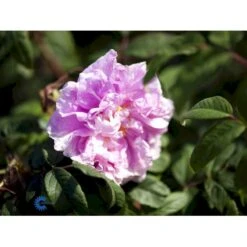 Rynket Rose 'Thérèse Bugnet' Rosa Rugosa 'Thérèse Bugnet' A-Kvalitet,- Barrods Roser Min. 3 Grene -Osmo Salgsbutik fi5586 rosa rugosa therese bugnet 5da1