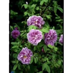Rynket Rose 'Thérèse Bugnet' Rosa Rugosa 'Thérèse Bugnet' A-Kvalitet,- Barrods Roser Min. 3 Grene -Osmo Salgsbutik fi5586 rosa rugosa therese bugnet 89a9