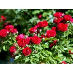 'Chevy Chase' Rosa Soyieana 'Chevy Chase' (Slyngrose) A-Kvalitet,- Barrods Roser Min. 3 Grene -Osmo Salgsbutik fi5595 rosa soyieana chevy chase 0355