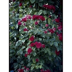 'Chevy Chase' Rosa Soyieana 'Chevy Chase' (Slyngrose) A-Kvalitet,- Barrods Roser Min. 3 Grene -Osmo Salgsbutik fi5595 rosa soyieana chevy chase 717c