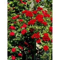 'Chevy Chase' Rosa Soyieana 'Chevy Chase' (Slyngrose) A-Kvalitet,- Barrods Roser Min. 3 Grene -Osmo Salgsbutik fi5595 rosa soyieana chevy chase 9910