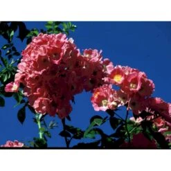 'Albertine' Rosa Wichuraiana 'Albertine' (Slyngrose) A-Kvalitet,- Barrods Roser Min. 3 Grene -Osmo Salgsbutik fi5601 rosa wichuraiana alexandre girault 8f21