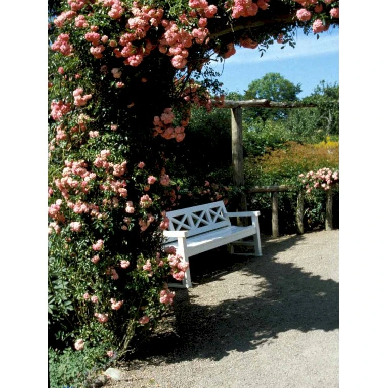 'Dorothy Perkins' Rosa Wichuraiana 'Dorothy Perkins' (Slyngrose) A-Kvalitet,- Barrods Roser Min. 3 Grene 4 'Dorothy Perkins' Rosa Wichuraiana 'Dorothy Perkins' (Slyngrose) A-Kvalitet,- Barrods Roser Min. 3 Grene - Billede 4