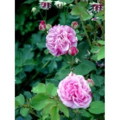 'Louise Odier' Rosa Bourboniana 'Louise Odier' (Bourbonrose) A-Kvalitet,- Barrods Roser Min. 3 Grene -Osmo Salgsbutik fi5609 rosa x borboniana louise odier 7f51