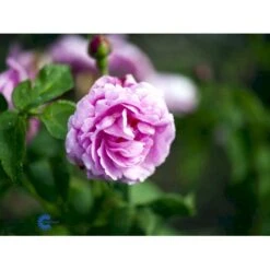 'Louise Odier' Rosa Bourboniana 'Louise Odier' (Bourbonrose) A-Kvalitet,- Barrods Roser Min. 3 Grene -Osmo Salgsbutik fi5609 rosa x borboniana louise odier 9b6f