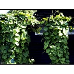 Tobakspibeplante Aristolochia Macrophylla Potte 5,0 Liter,- Opbundet 100-150 Cm. -Osmo Salgsbutik fi5626 aristolochia macrophylla 2789