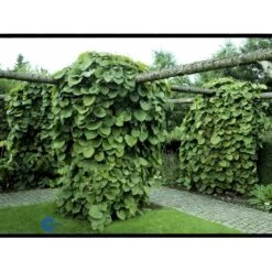Tobakspibeplante Aristolochia Macrophylla Potte 5,0 Liter,- Opbundet 100-150 Cm. -Osmo Salgsbutik fi5626 aristolochia macrophylla e512