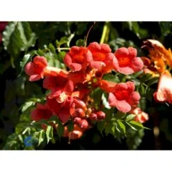 Almindelig Trompetblomst Campsis Radicans Potte 2,0 Liter,- Opbundet 60-100 Cm -Osmo Salgsbutik fi5628 campsis radicans 2d07