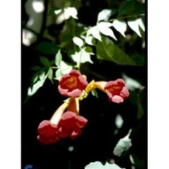 Almindelig Trompetblomst Campsis Radicans Potte 2,0 Liter,- Opbundet 60-100 Cm -Osmo Salgsbutik fi5628 campsis radicans 5abf