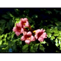 Almindelig Trompetblomst Campsis Radicans Potte 2,0 Liter,- Opbundet 60-100 Cm -Osmo Salgsbutik fi5628 campsis radicans 8491