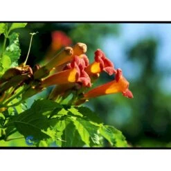 Almindelig Trompetblomst Campsis Radicans Potte 2,0 Liter,- Opbundet 60-100 Cm -Osmo Salgsbutik fi5628 campsis radicans c40a