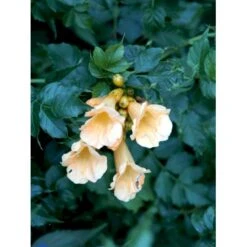 Trompetblomst 'Flava' Campsis Radicans 'Flava' Potte 7,5 Liter,- Opbundet 150-200 Cm. -Osmo Salgsbutik fi5630 campsis radicans flava 1a2d