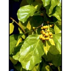 Almindelig Træmorder Celastrus Orbiculatus Potte 7,5 Liter,- Opbundet 150-200 Cm. -Osmo Salgsbutik fi5634 celastrus orbiculatus 2012