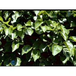 Almindelig Træmorder Celastrus Orbiculatus Potte 7,5 Liter,- Opbundet 150-200 Cm. -Osmo Salgsbutik fi5634 celastrus orbiculatus 35ff