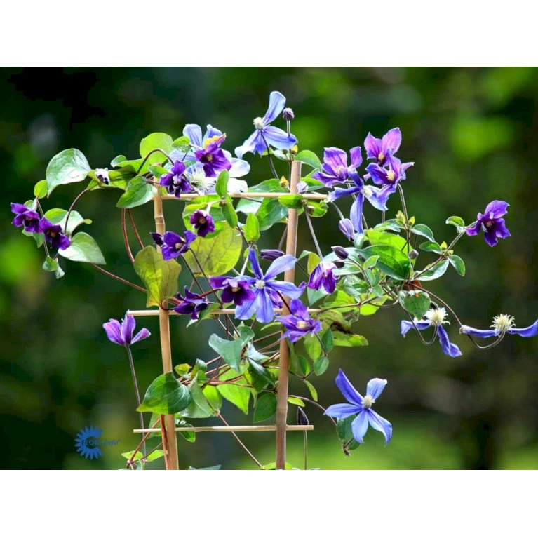 Staudeklematis 'Arabella' Clematis Integrifolia 'Arabella' Potte 2,0 Liter,- Opbundet 4 Staudeklematis 'Arabella' Clematis Integrifolia 'Arabella' Potte 2,0 Liter,- Opbundet - Billede 4