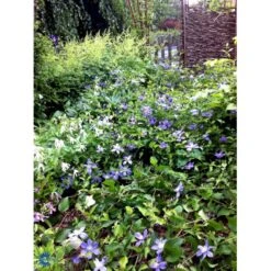 Staudeklematis 'Arabella' Clematis Integrifolia 'Arabella' Potte 2,0 Liter,- Opbundet 9 Staudeklematis 'Arabella' Clematis Integrifolia 'Arabella' Potte 2,0 Liter,- Opbundet -Osmo Salgsbutik fi5642 clematis arabella ebc7