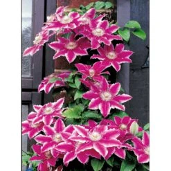 Klematis 'Dr. Ruppel' Clematis Hybrid 'Dr. Ruppel' Potte 2,0 Liter,- Opbundet -Osmo Salgsbutik fi5674 clematis dr ruppel 0fbd