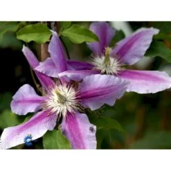 Klematis 'Dr. Ruppel' Clematis Hybrid 'Dr. Ruppel' Potte 2,0 Liter,- Opbundet -Osmo Salgsbutik fi5674 clematis dr ruppel 4266