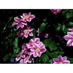 Klematis 'Dr. Ruppel' Clematis Hybrid 'Dr. Ruppel' Potte 2,0 Liter,- Opbundet -Osmo Salgsbutik fi5674 clematis dr ruppel 73c3