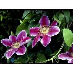 Klematis 'Dr. Ruppel' Clematis Hybrid 'Dr. Ruppel' Potte 2,0 Liter,- Opbundet -Osmo Salgsbutik fi5674 clematis dr ruppel 7fa3